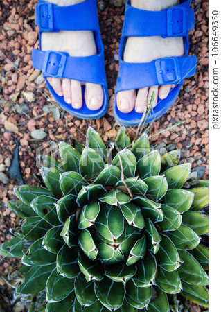 Queen Victoria cactus and female feet in blue slippers, flip-flops top view. Succulent rosette green foliage. Growing garden plants. Green agave plant outdoors Wild growing evergreen plants succulents Queen Victoria cactus and female feet in blue slippers, flip-flops top view. Succulent rosette green foliage. Growing garden plants. Green agave plant outdoors Wild growing evergreen plants succulents 106649350