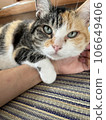 一隻可愛的貓 106649406