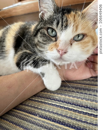 一隻可愛的貓 106649406