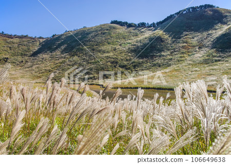 Japanese pampas grass spot ``Soni Kogen/Nara Prefecture'' Japanese pampas grass spot ``Soni Kogen/Nara Prefecture'' 106649638