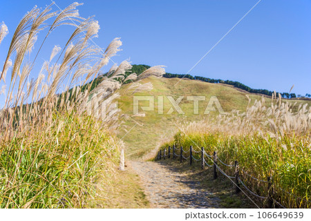 Japanese pampas grass spot ``Soni Kogen/Nara Prefecture'' Japanese pampas grass spot ``Soni Kogen/Nara Prefecture'' 106649639