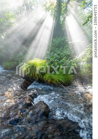 A creek in the forest where the sun shines through the trees A creek in the forest where the sun shines through the trees 106649755