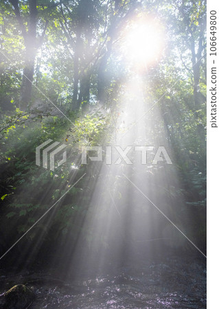 Light into the forest Light into the forest 106649800