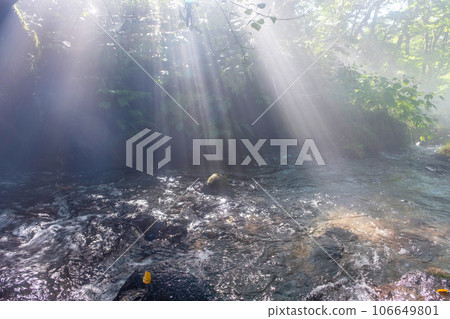 Light into the forest 106649801