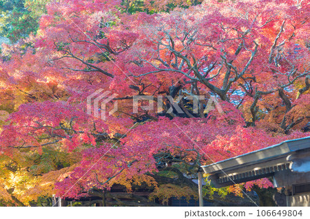 Large maple tree at Raizan Sennyoji Daihioin Temple (Itoshima City, Fukuoka Prefecture) 106649804
