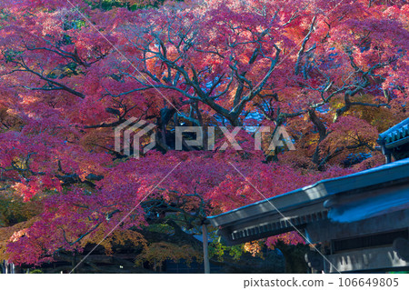 Large maple tree at Raizan Sennyoji Daihioin Temple (Itoshima City, Fukuoka Prefecture) 106649805