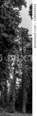 panoramic of a fully grown pine coniferous tree in Crater Lake National Park, Oregon. panoramic of a fully grown pine coniferous tree in Crater Lake National Park, Oregon. 106649892