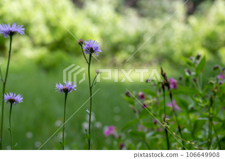 wild daisys along the meadow path of the Castle Crest Wildflower Trail in Crater Lake National Park. wild daisys along the meadow path of the Castle Crest Wildflower Trail in Crater Lake National Park. 106649908