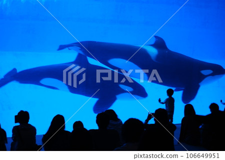 killer whale tank killer whale tank 106649951