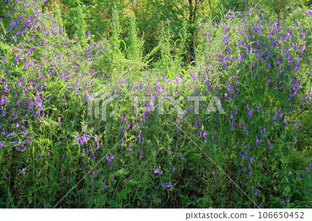 Poa桃花花 106650452