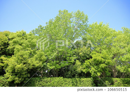 Fresh Green Park America Fuu 106650515