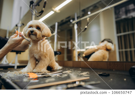 Maltipoo haircut at the grooming salon. Maltipoo haircut at the grooming salon. 106650747