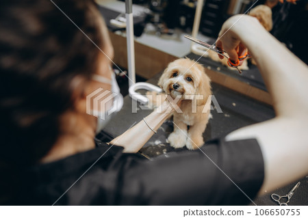 Maltipoo haircut at the grooming salon. 106650755