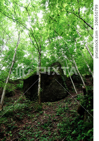 A rock in the forest that looks like it's about to fall at any moment A rock in the forest that looks like it's about to fall at any moment 106650799