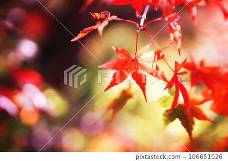 Vivid autumn leaves 106651026