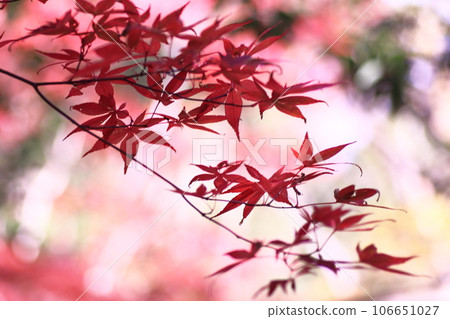 Vivid autumn leaves Vivid autumn leaves 106651027