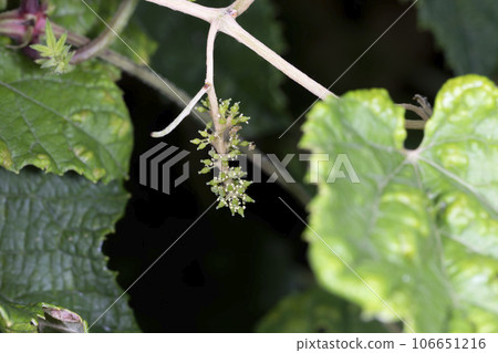 桑葉葡萄 桑葉葡萄 106651216