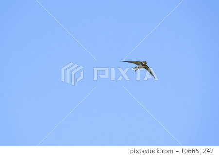 Swallow Swallow 106651242