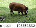 Red iver Hog, Chester Zoo, England. 106651332