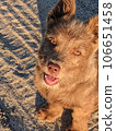 Brown puppy looking up with open mouth on sandy ground 106651458