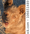Close-up of a brown dog looking up at the camera 106651489