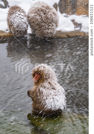 雪猴（地獄谷雪猴公園） 106651521