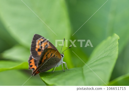 Bennisimi Bennisimi 106651715