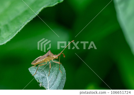 細張臭蟲 106651724