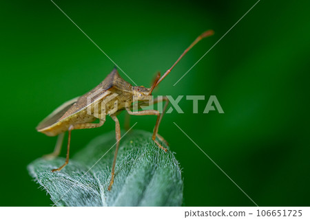 細張臭蟲 106651725