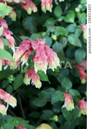 小蝦花 小蝦花 106651803