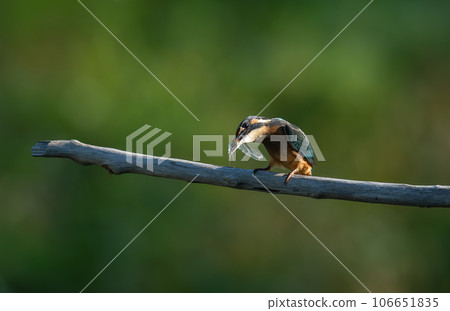 Kingfisher holding a red dragonfly in its mouth Kingfisher holding a red dragonfly in its mouth 106651835