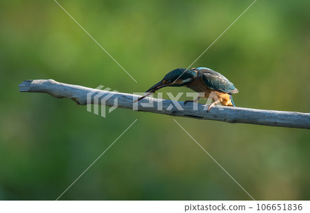 Kingfisher holding a red dragonfly in its mouth Kingfisher holding a red dragonfly in its mouth 106651836