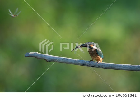翠鳥嘴裡叼著一隻紅蜻蜓 翠鳥嘴裡叼著一隻紅蜻蜓 106651841
