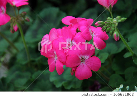 Geranium Geranium 106651908