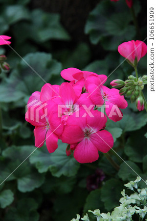 Geranium Geranium 106651909