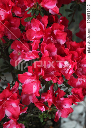 Azalea Azalea 106651942