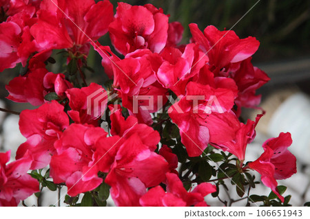 Azalea Azalea 106651943