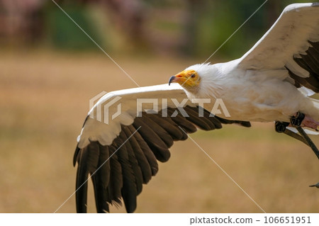 Flight scene of an Egyptian vulture flying over the ground 106651951