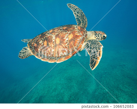 A sea turtle to swim 106652083