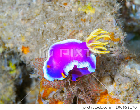 灰姑娘努士 106652170