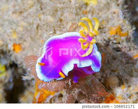 灰姑娘努士 106652171