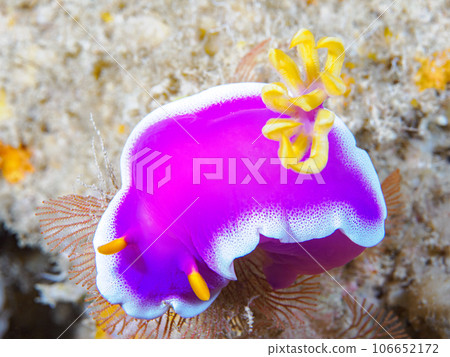 灰姑娘努士 106652172