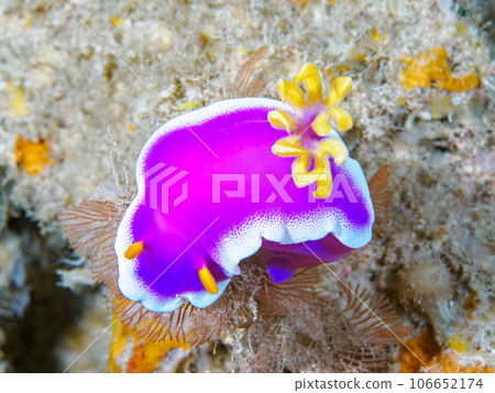 灰姑娘努士 106652174