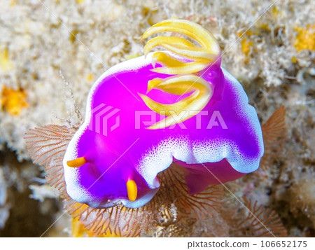 灰姑娘努士 106652175