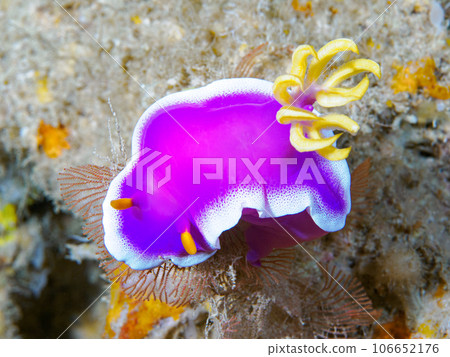 Cinderella Nuushi 106652176