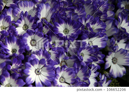 瓜葉菊 106652206