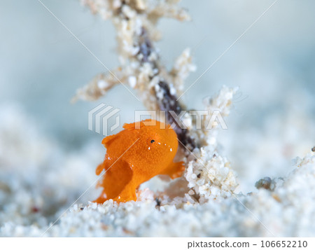 Frogfish 106652210