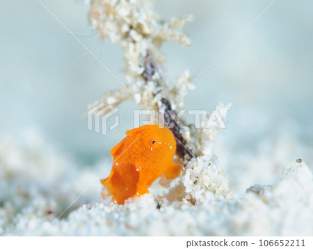 Frogfish Frogfish 106652211