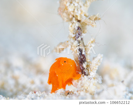 Frogfish Frogfish 106652212