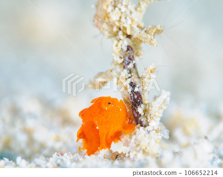 Frogfish 106652214